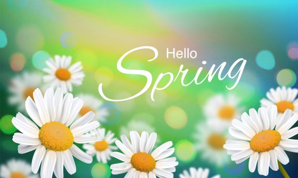 Hello Spring Banner with daisies
                            (Source: Licensed from Shutterstock.com --
https://www.shutterstock.com/image-vector/stock-vector-illustration-hello-hi-spring-784561582)