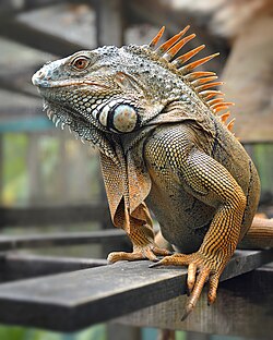 Iguana
                        by Patricia Guillory
                        (https://commons.wikimedia.org/wiki/File:Male_Green_Iguana_Belize.jpg)