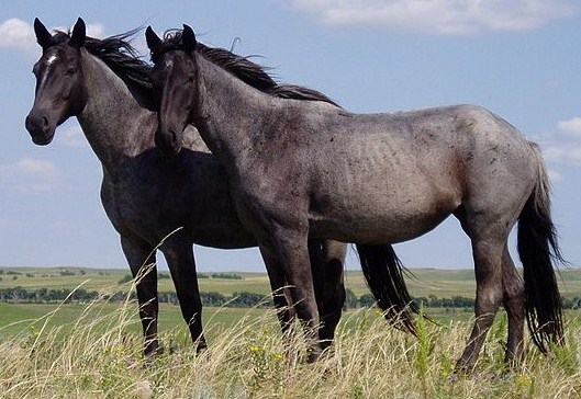 Nokota Horses by Francois Marchal, 2010
                        (Source:
                        https://commons.wikimedia.org/wiki/File:Nokota_Horses_cropped.jpg)